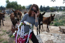 donkey