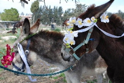 donkey